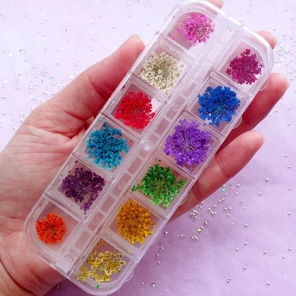 Assorted Dried Flowers | Tiny Queen Anne Lace | Resin Craft & Glass Bottle Jewelry Supplies (1 Box of 12 Designs)